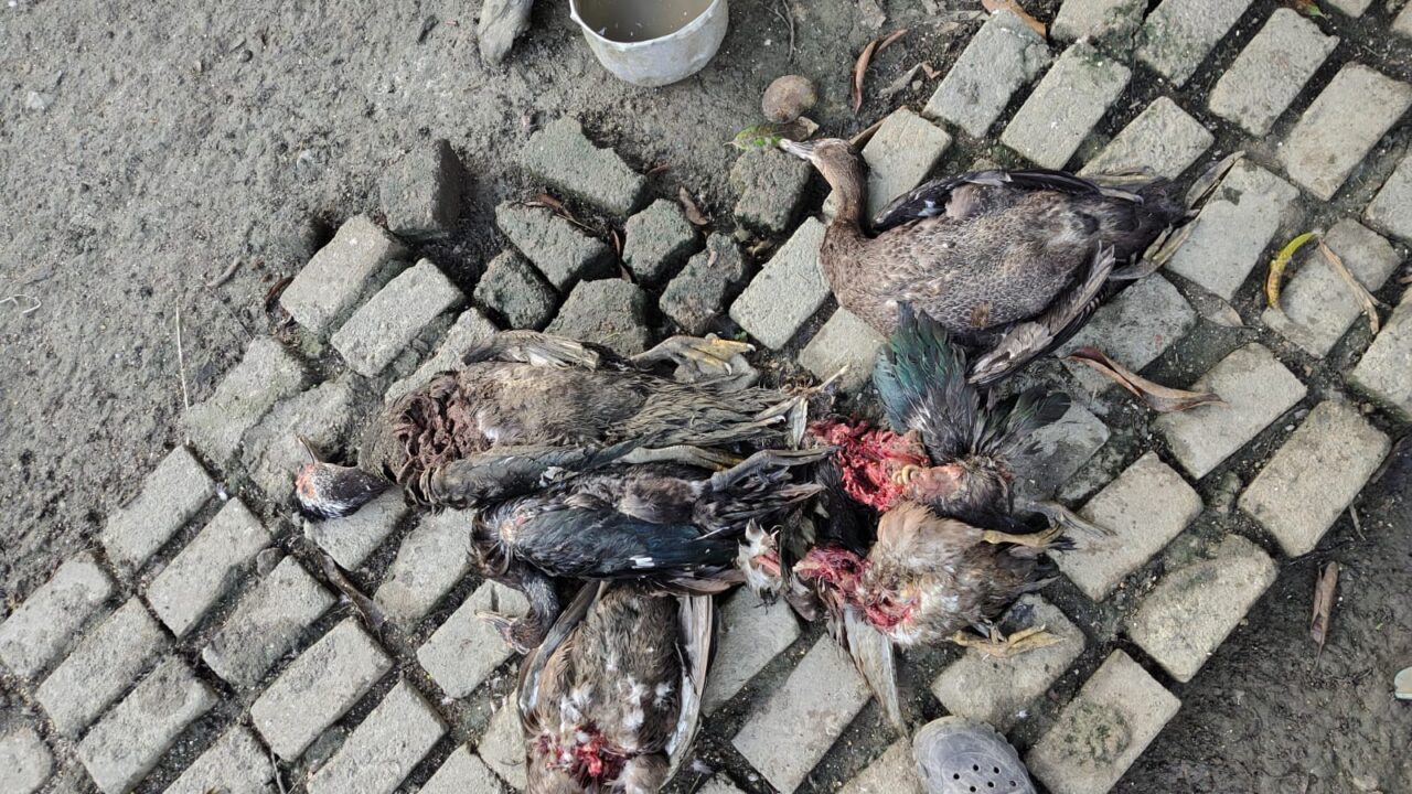 Tigrillo devora mas de 20 patos y gallinas en Sierra Chiquita