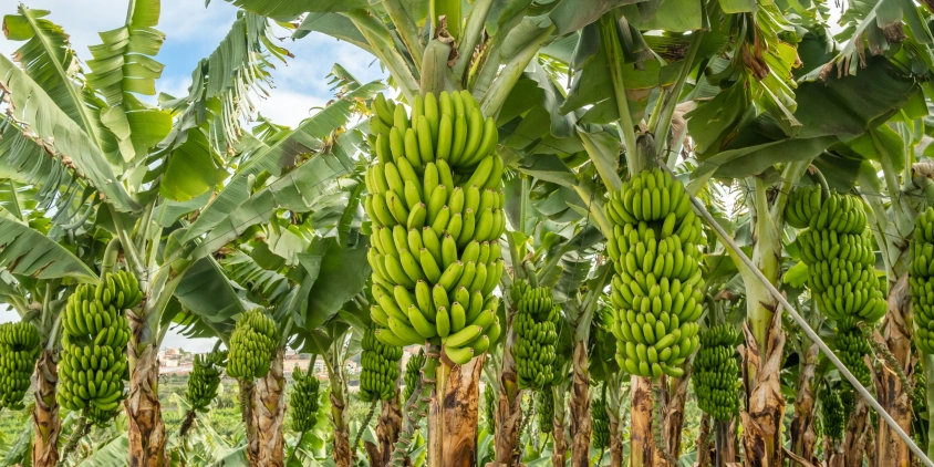 Uniban inicia siembra de 600 hectáreas de banano en Córdoba y proyecta expandirse a 4.000